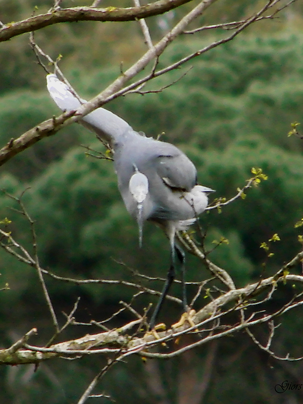 garzetta schistacea - Egretta gularis