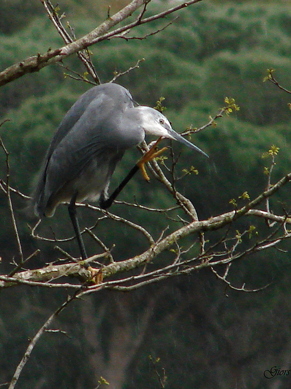 garzetta schistacea - Egretta gularis