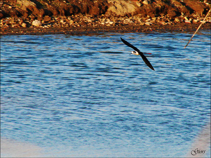 Cavaliere d''Italia (Himantopus himantopus) Ostia