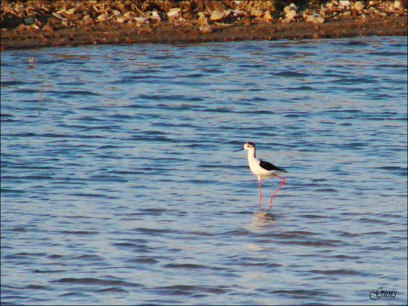 Cavaliere d''Italia (Himantopus himantopus) Ostia