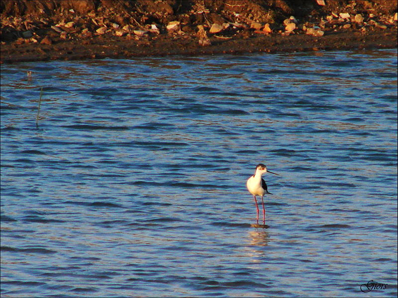 Cavaliere d''Italia (Himantopus himantopus) Ostia