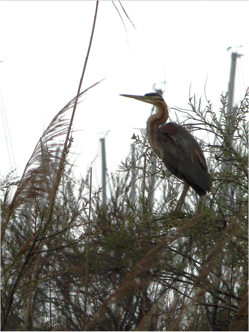 il mio primo incontro con Ardea purpurea - airone rosso