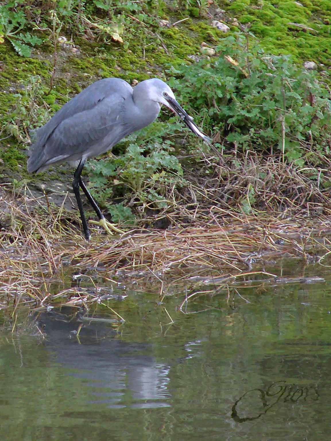 garzetta schistacea - Egretta gularis