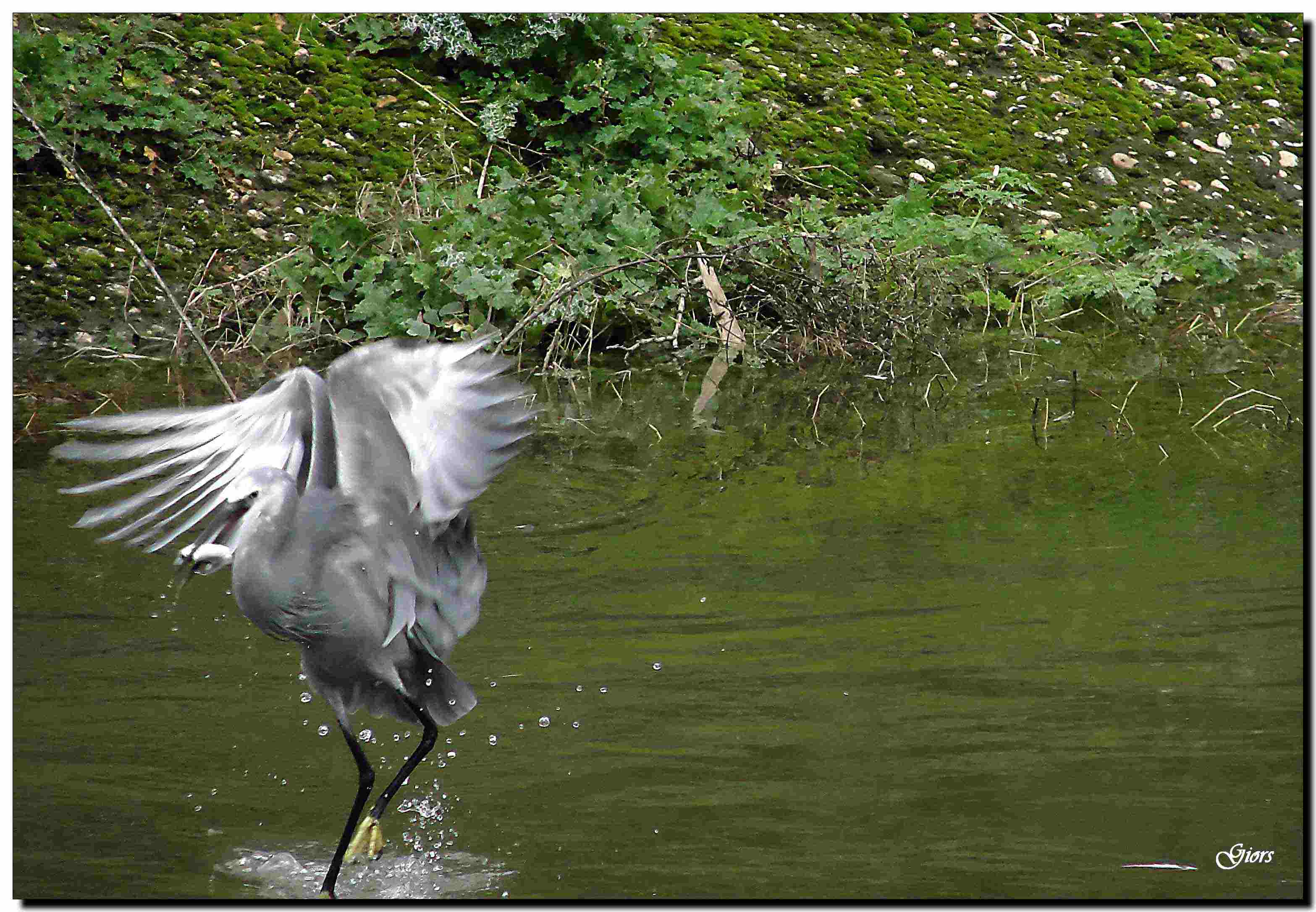 garzetta schistacea - Egretta gularis