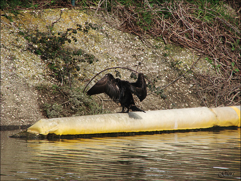 Avifauna humor