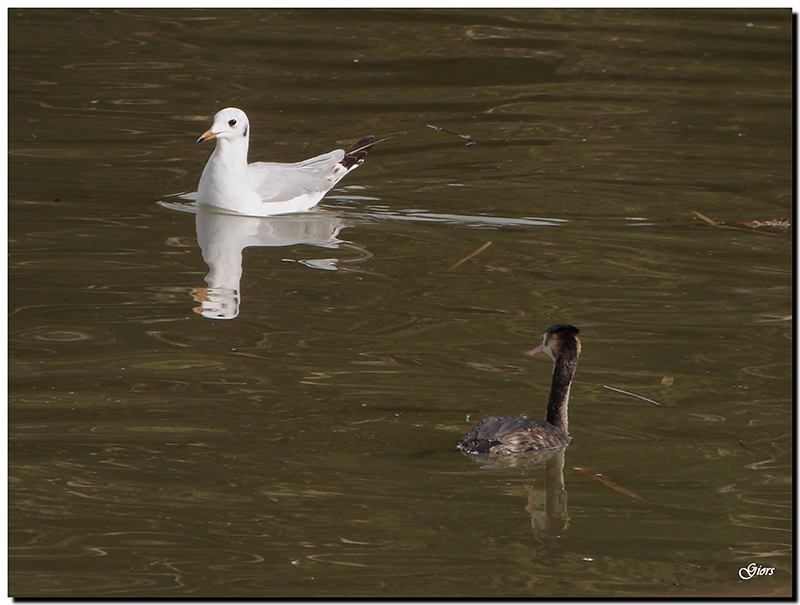 Avifauna humor