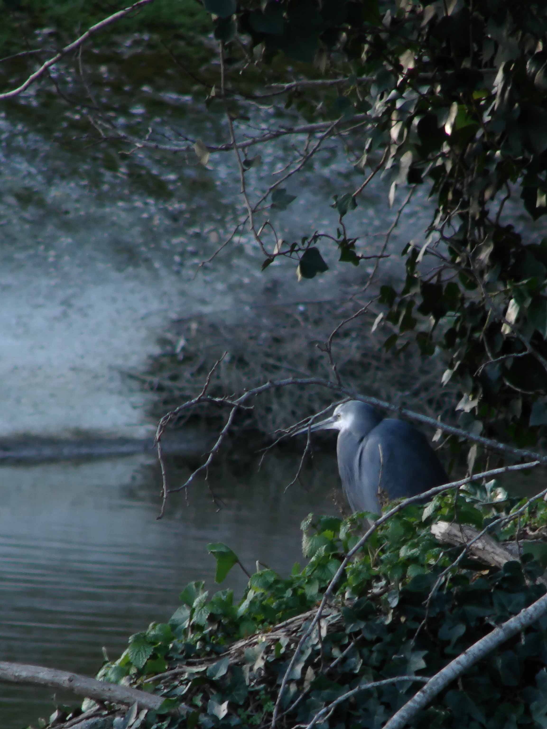 garzetta schistacea - Egretta gularis