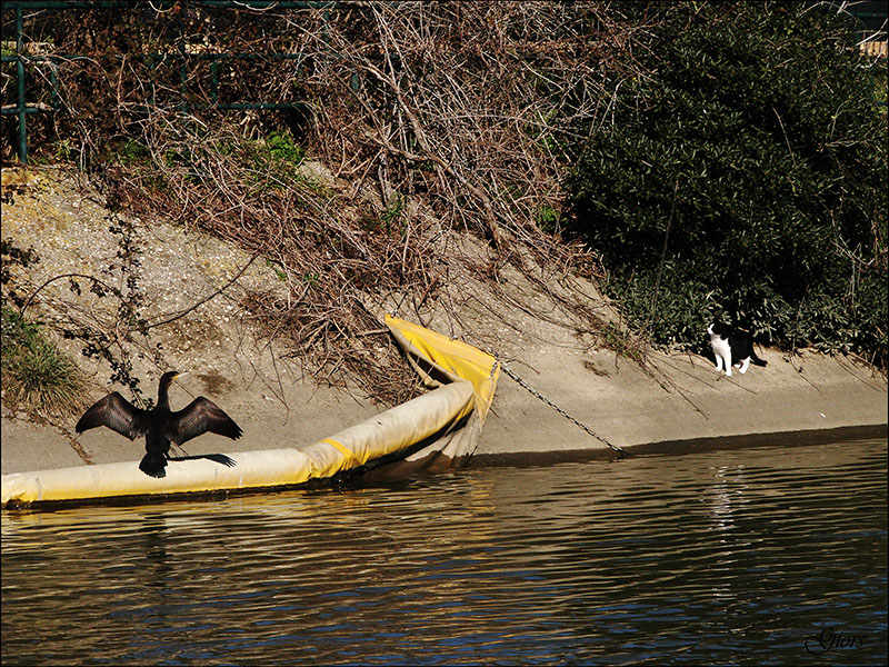 Avifauna humor