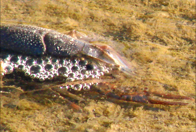 Procambarus clarki nei canali di Ostia Antica