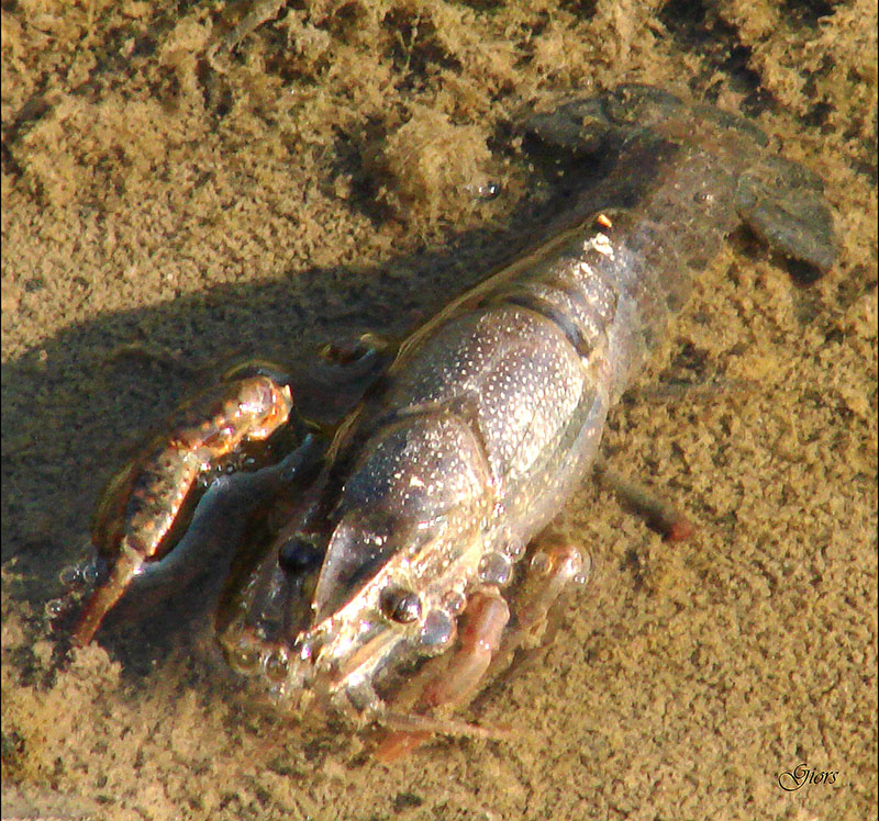 Procambarus clarki nei canali di Ostia Antica