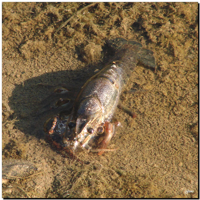 Procambarus clarki nei canali di Ostia Antica