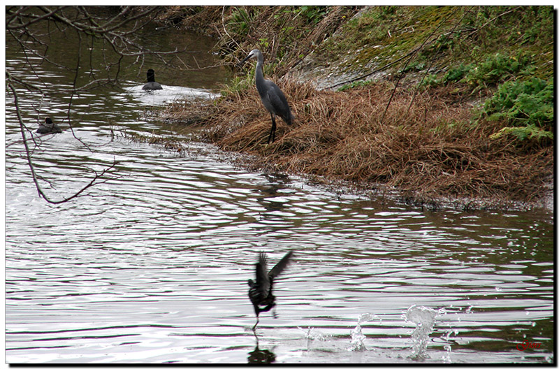 Avifauna humor