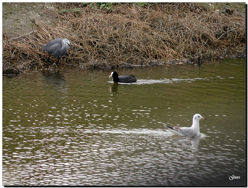 Avifauna humor