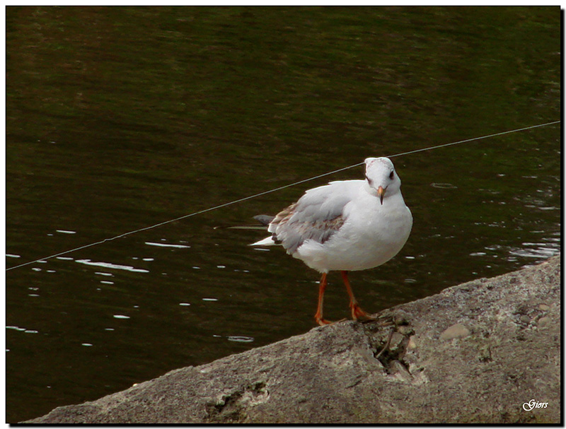 Avifauna humor