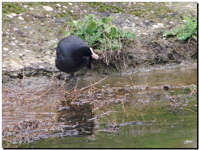 Avifauna humor