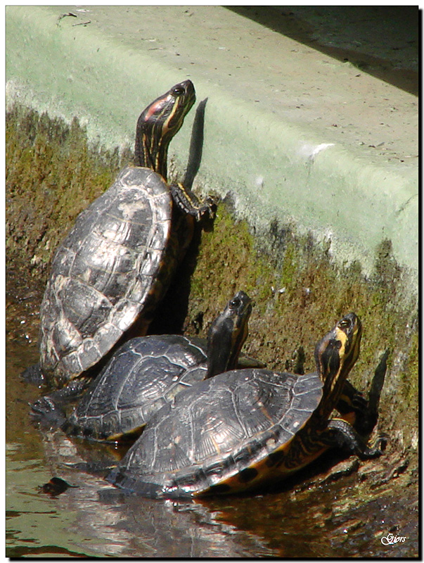 Tartarughe in libert, identificazione.