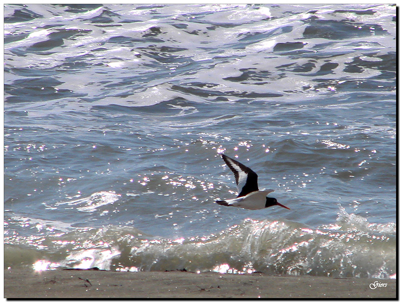 Beccaccia di Mare