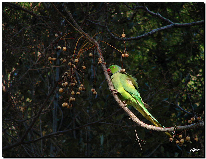 Parrocchetti  ... romani, specie varie!