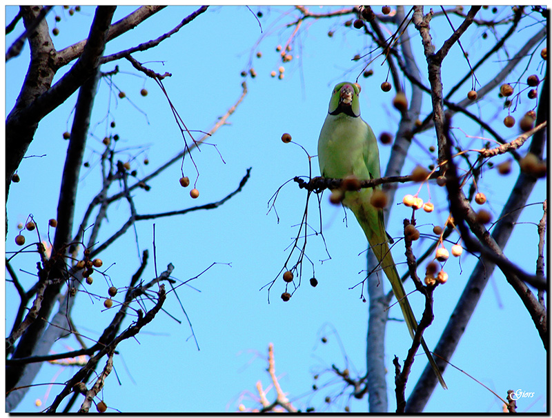 Parrocchetti  ... romani, specie varie!