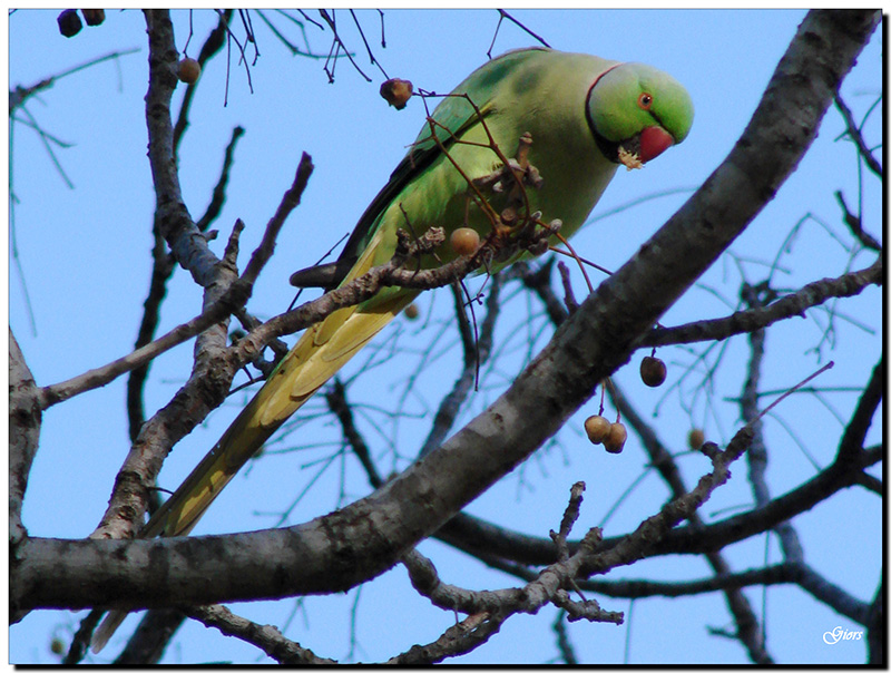 Parrocchetti  ... romani, specie varie!