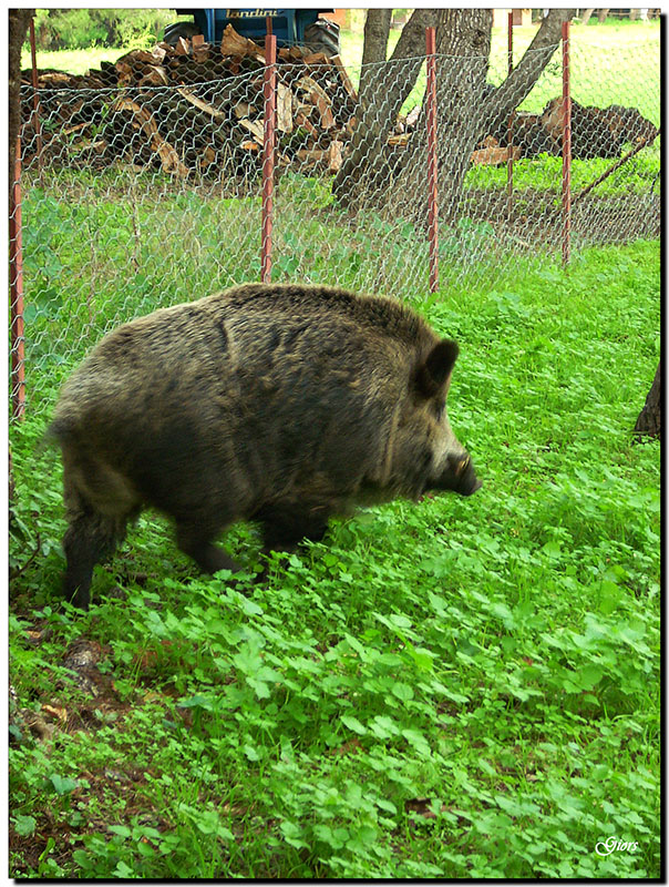 IL CINGHIALE