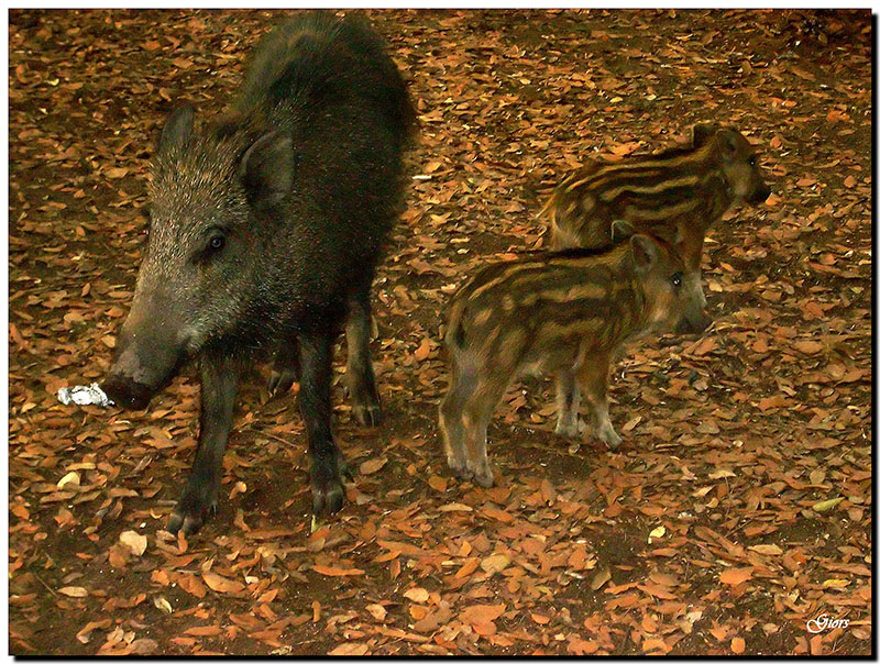 IL CINGHIALE