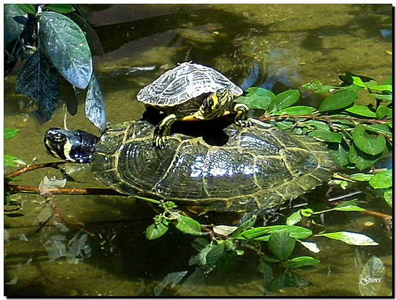 Tartarughe in libert, identificazione.