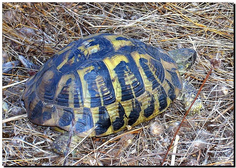 Tartarughe in libert, identificazione.