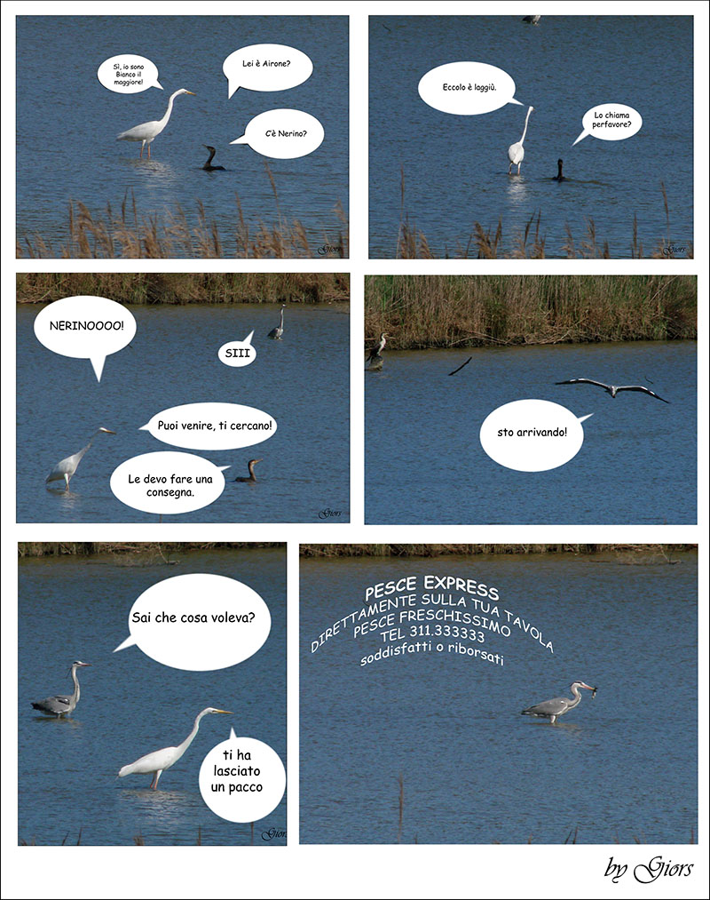 Avifauna humor