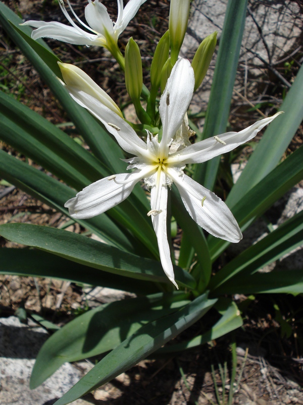 Pancratium illyricum / Giglio di Sardegna