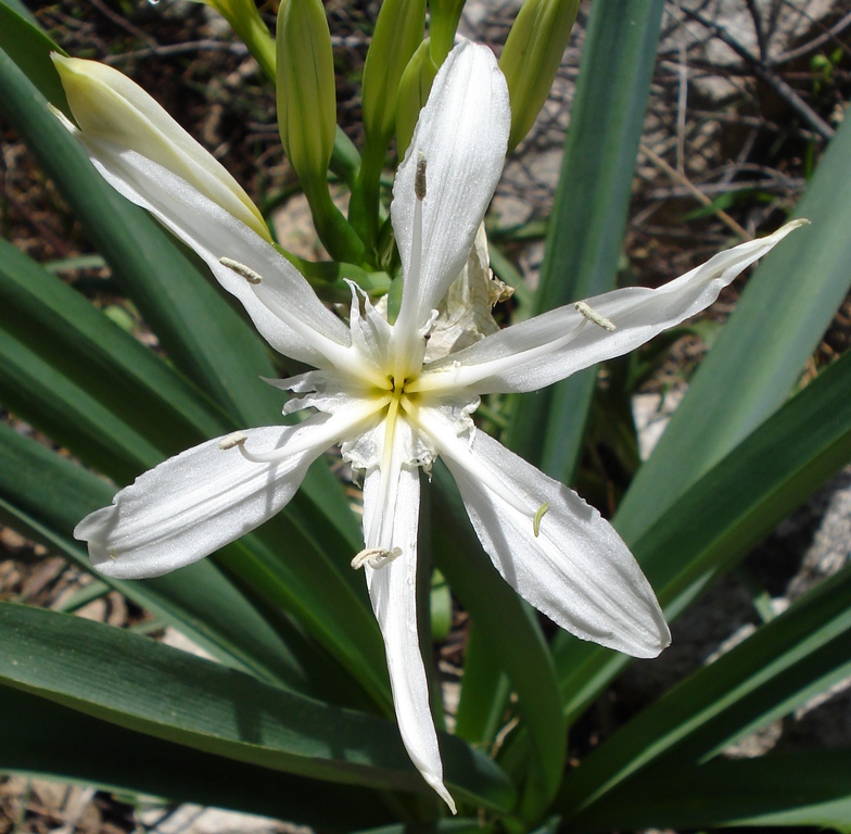 Pancratium illyricum / Giglio di Sardegna