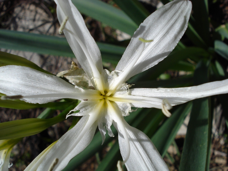 Pancratium illyricum / Giglio di Sardegna