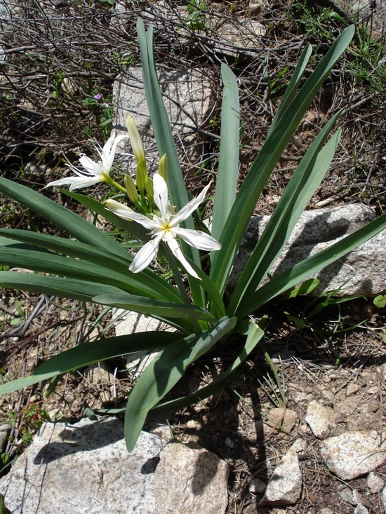 Pancratium illyricum / Giglio di Sardegna