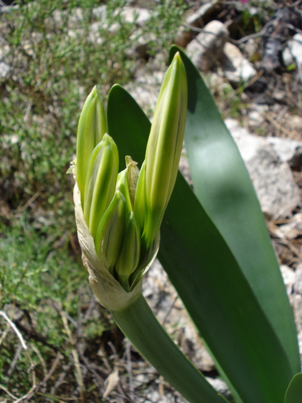 Pancratium illyricum / Giglio di Sardegna