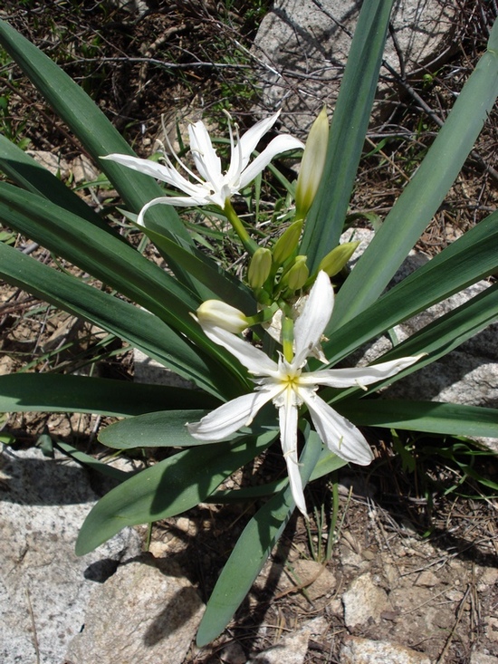 Pancratium illyricum / Giglio di Sardegna