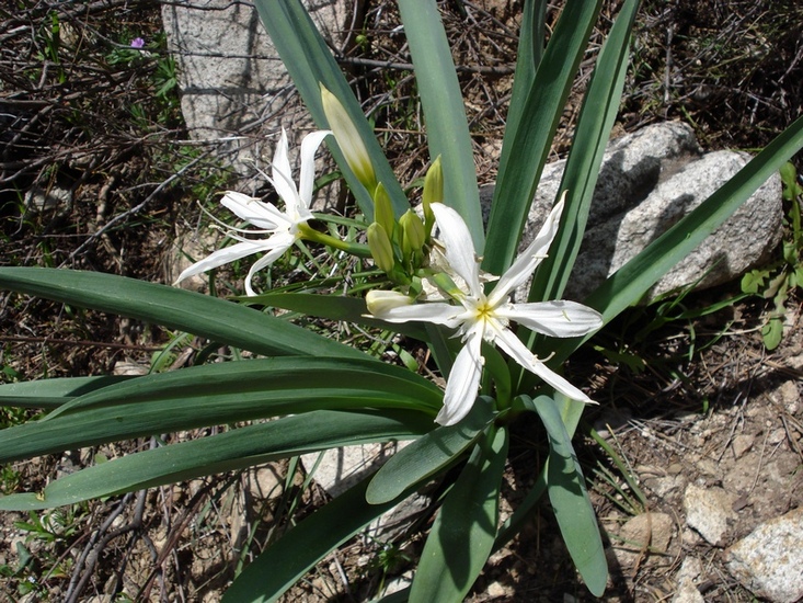 Pancratium illyricum / Giglio di Sardegna