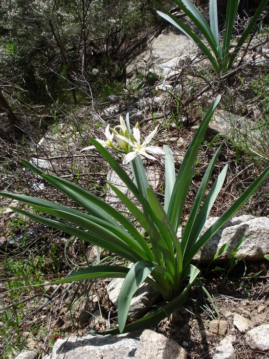 Pancratium illyricum / Giglio di Sardegna