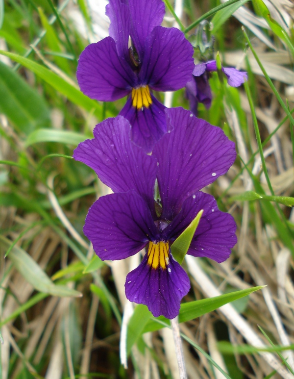 Viola eugeniae