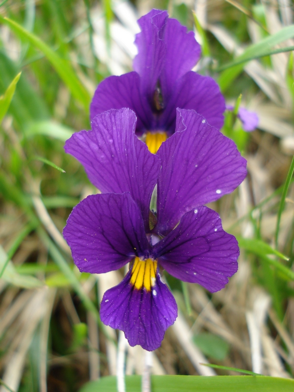 Viola eugeniae