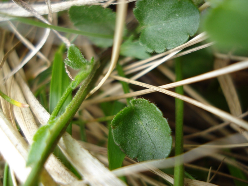 Viola eugeniae