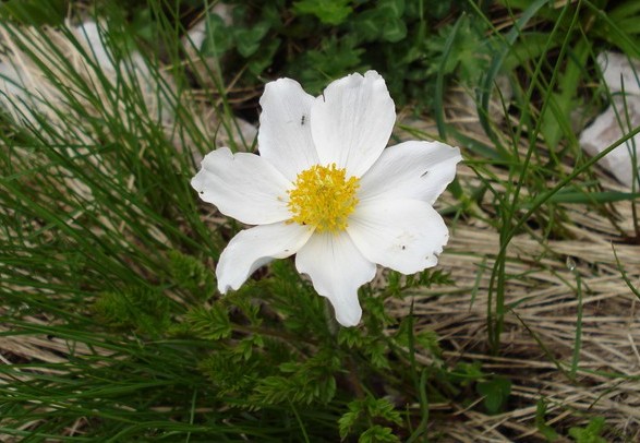 Pulsatilla alpina (L.) Delarbre subsp. millefoliata