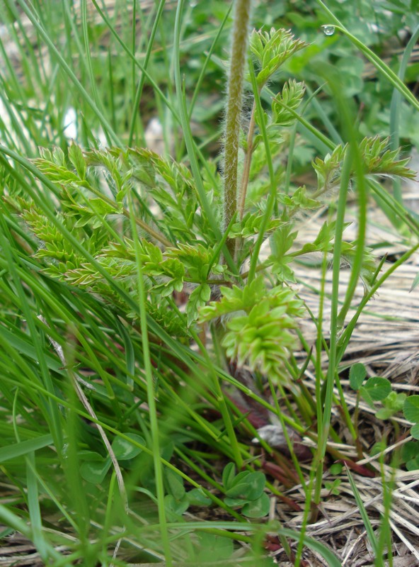 Pulsatilla alpina (L.) Delarbre subsp. millefoliata