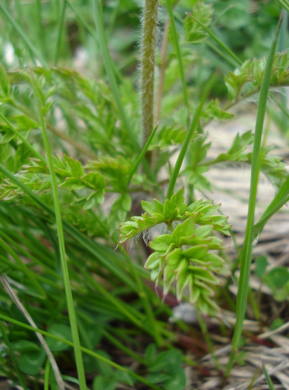 Pulsatilla alpina (L.) Delarbre subsp. millefoliata