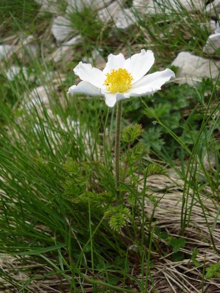 Pulsatilla alpina (L.) Delarbre subsp. millefoliata