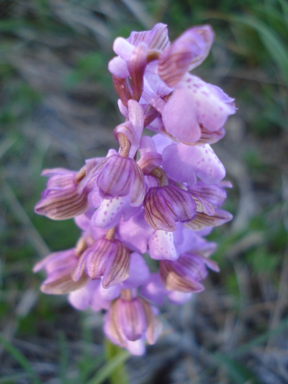 Anacamptis morio / Orchide minore
