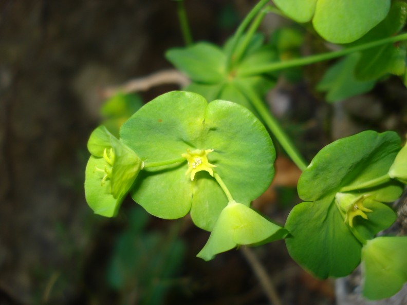 Euphorbia amygdaloides