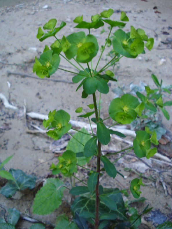 Euphorbia amygdaloides