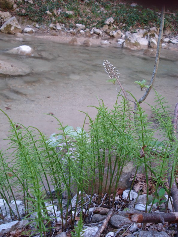 Equisetum cfr. arvense