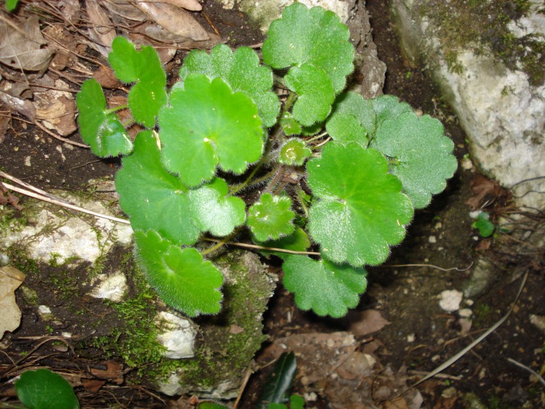 Saxifraga rotundifolia