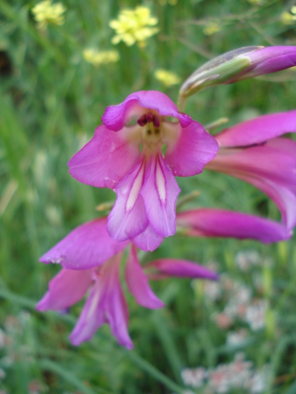 Gladiolus italicus (=segetum) / Gladiolo delle messi